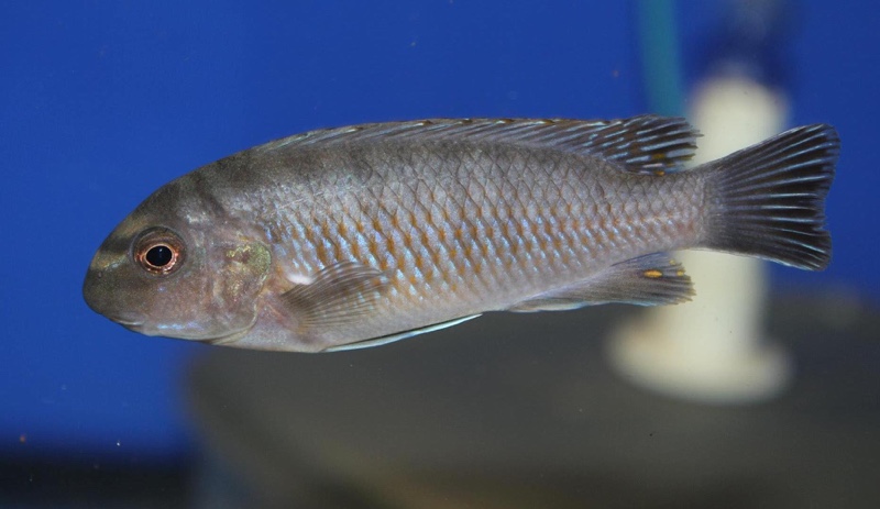 Labeotropheus fuelleborni 'Makanjila Point'